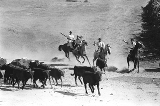 Tori e Toreri, 001-033-24 1958 Allevamento di tori Domecq, Jerez de la Frontera (Spagna)