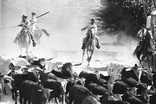 Tori e Toreri, 001-033-25 1958 Allevamento di tori Domecq, Jerez de la Frontera (Spagna)