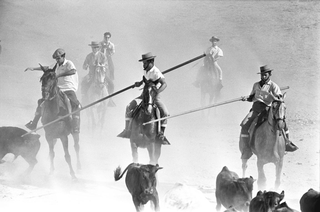 Tori e Toreri, 001-033-26 Raduno delle mandrie di tori da corrida nelle tenute Domecq, 1958 Allevamento di tori Domecq, Jerez de la Frontera (Spagna)