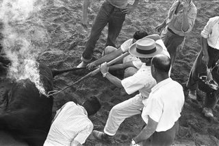 Tori e Toreri, 001-030-07 1958 Allevamento di tori Domecq, Jerez de la Frontera (Spagna)