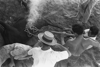 Tori e Toreri, 001-030-25 1958 Allevamento di tori Domecq, Jerez de la Frontera (Spagna)