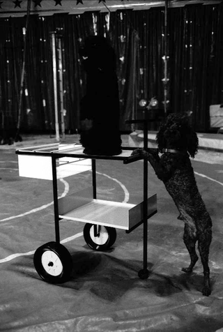 Alias al Circo Medini, 021-049-06
Prodotti Alias, 1988
Circo Medini, Milano (Italia)