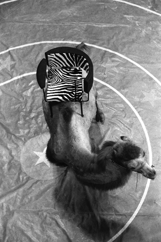 Alias al Circo Medini, 021-032-16
Poltroncina "Cotton Club" di Carlo Forcolini per Alias, 1988
Circo Medini, Milano (Italia)